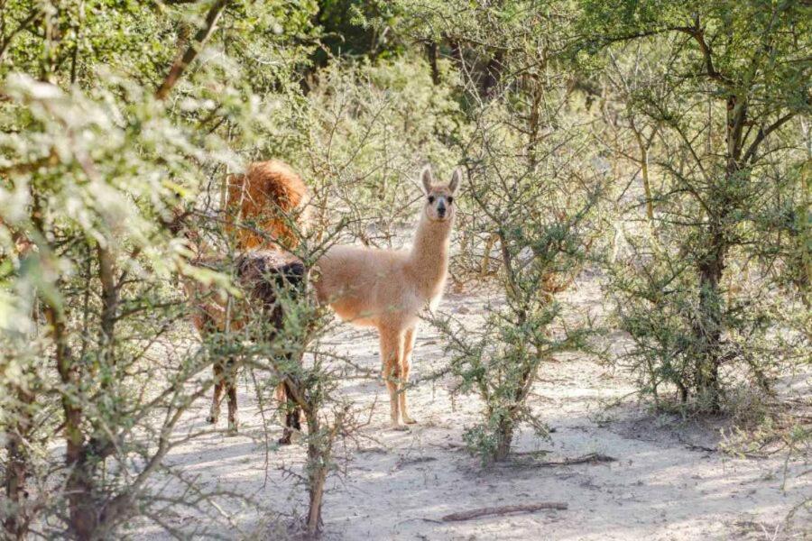 Estancia Rio De Arena Colalao del Valle Екстер'єр фото